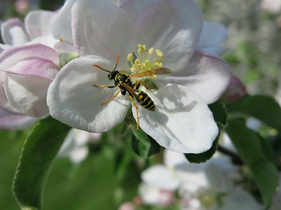 Apple insect.