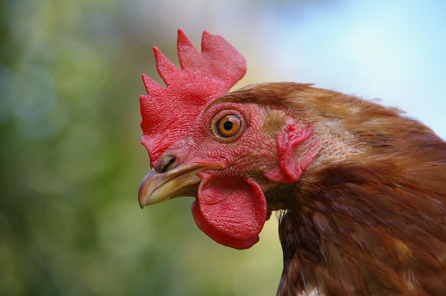 close-up photo, red, rooster, Chicken, Animal, Portrait, Poultry, Head, animal portrait, pet
