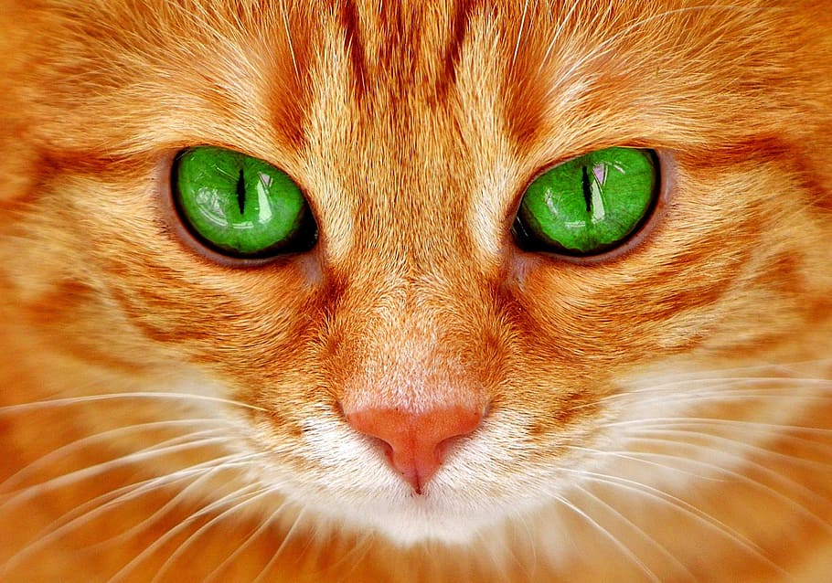 orange, tabby, cat, closeup, eyes, green, cat's eyes, face, tiger, mackerel