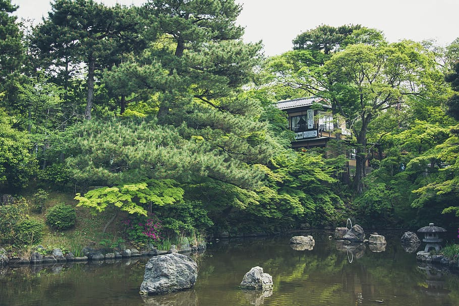 japonés, jardín, casa, lago, estanque, verde, árboles, parque, vegetación, zen