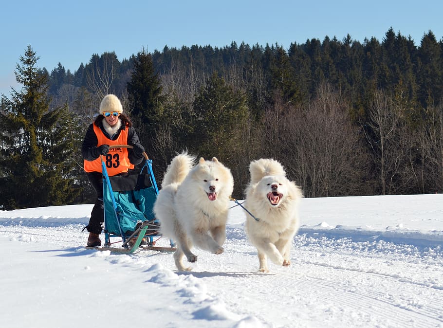 samoyed, anjing, kereta luncur anjing, anjing salju, putih, membelai, gaya doggy, teman, senang, tersenyum