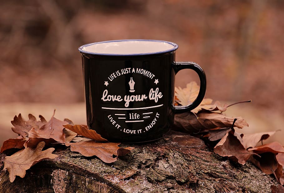 forest, autumn, cup, love your life, motto, leaves, fall foliage, rest, break, tree trunks