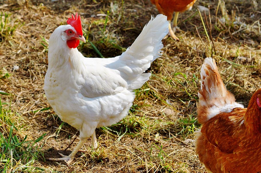 gallina blanca, pollo, gallina, aves de corral, pinnado, gama, granja, huevo, agricultura, ganadería