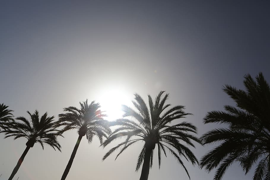 silhouette, coconut trees, daytime, coconut, trees, palm trees, sun, sky, palm tree, tree