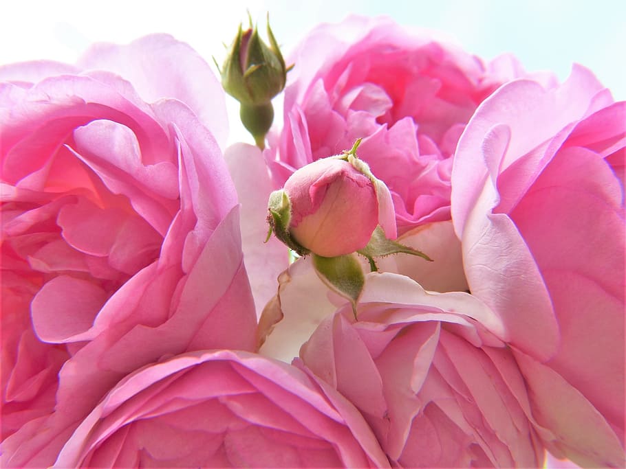pink petaled flowers, rose, pink, light pink, blossom, bloom, bud, close, pink roses, flowers