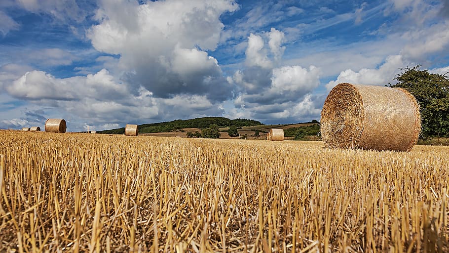straw bales, field, straw, round bales, agriculture, cereals, stubble, landscape, harvested, sky
