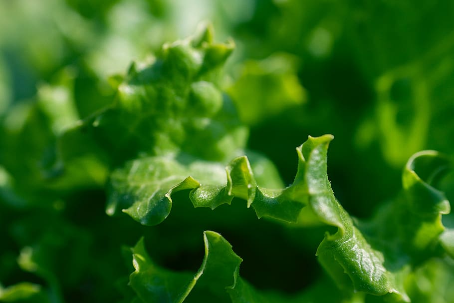 Lettuce, green, healthy, ingredient, salad, vegetable, green Color, nature, freshness, close-up