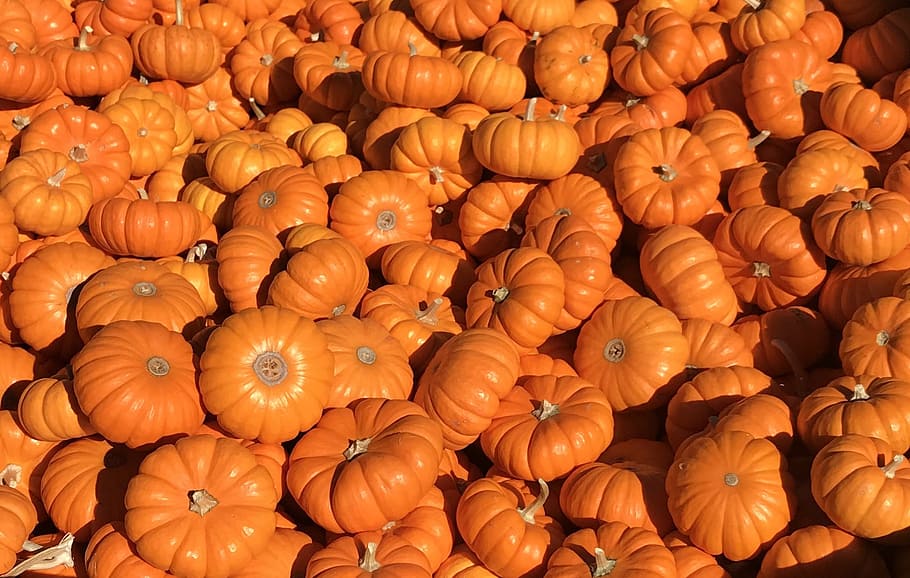 pumpkins, pumpkin patch, halloween, pumpkin farm, food, large group of objects, full frame, pumpkin, food and drink, backgrounds