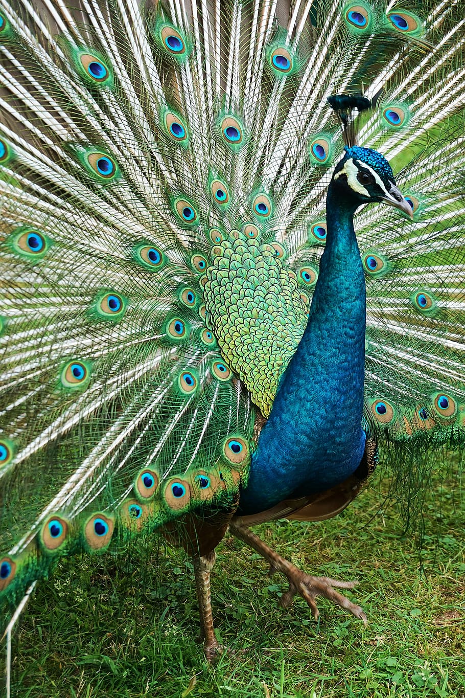 peacock, bird, nature, animal, feather, plumage, animal world, peacock feathers, wheel, colorful