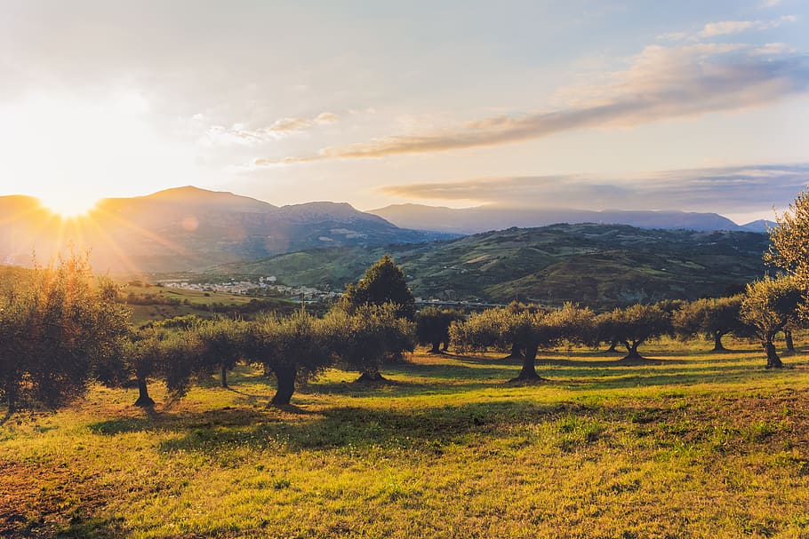 plantation, olive trees, olive grove, agriculture, olivo, tree, olives, green, mediterranean, landscape
