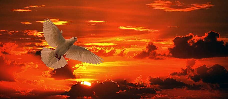 paloma, pájaro, vuelo, naranja, puesta de sol, sol, facilidad, dom, ala, volador