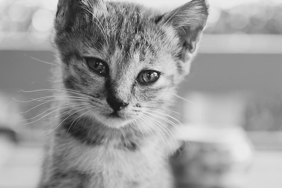 grayscale photo, kitten, cat, cat baby, cute, pet, animal, adidas, young animal, sweet
