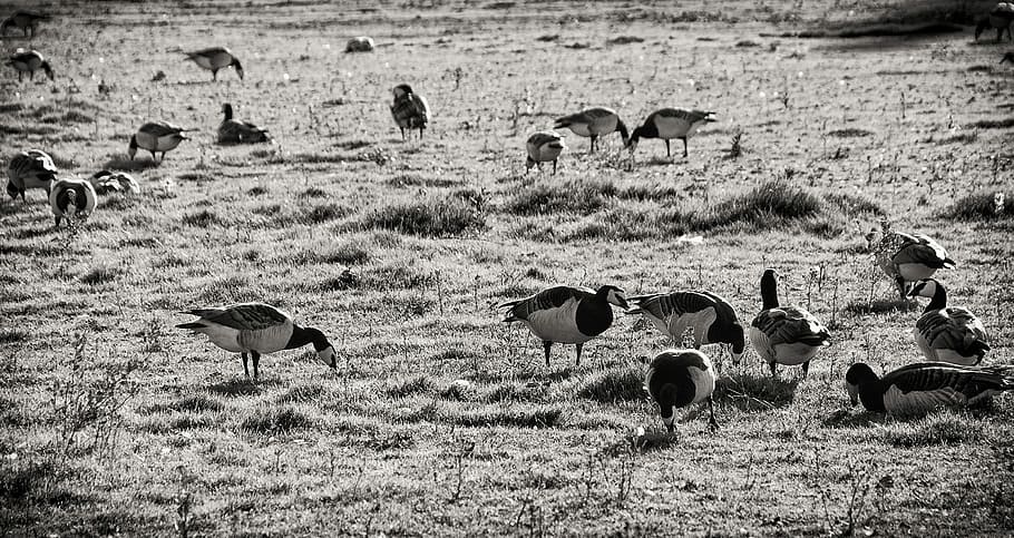 Bird, Loft, Flock, Goose, Black, White, black, white, bw, black and white, grass