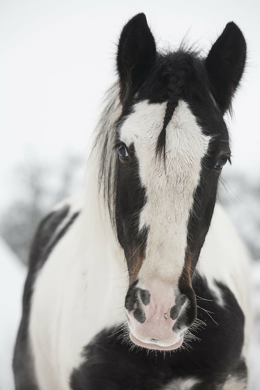 White Black Horse Grasshopper Stallion Irish Cob Mare Snow Animal Mammal Pxfuel