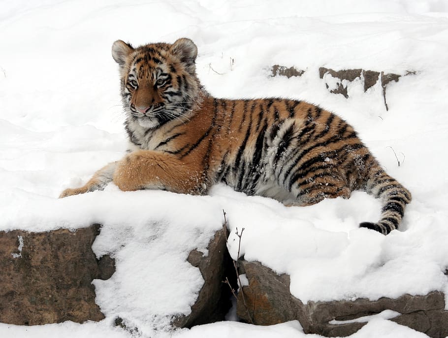 tiger, snowy, mountain, tiger cub, snow, winter, reclining, looking, playful, nature