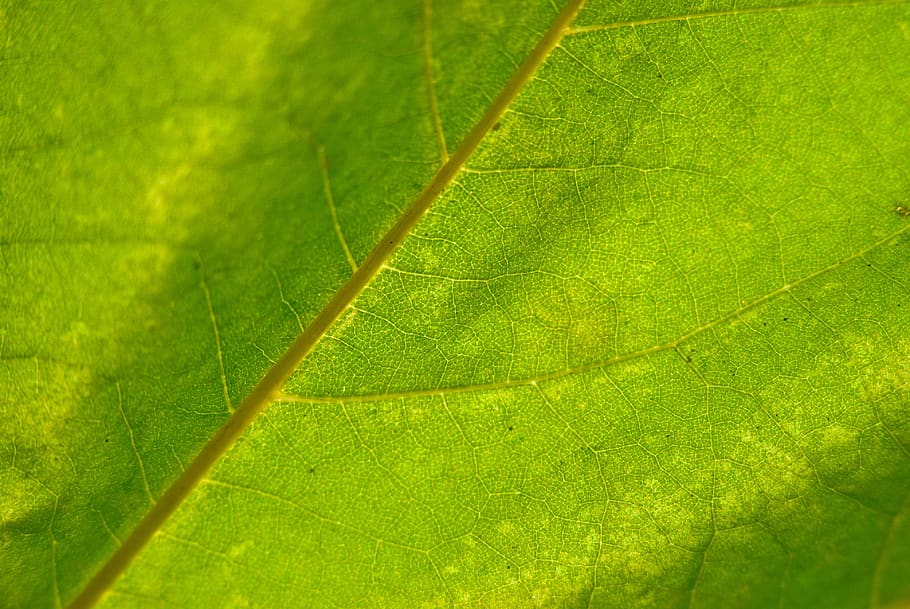 sheet, green, texture, nature, leaves, in the summer of, background, tree, plant part, leaf
