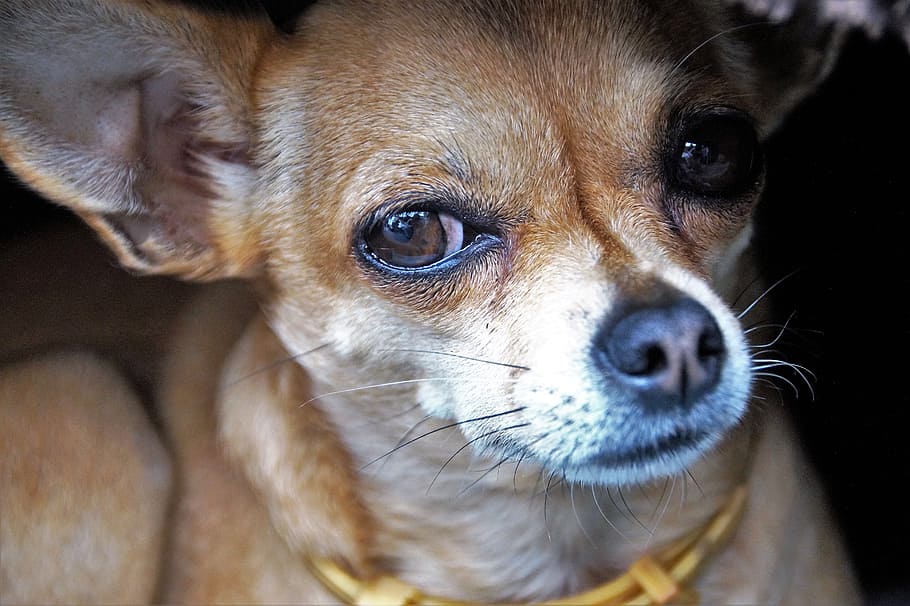 adult brown chihuahua, dog, chihuahua, dog eyes, view, snout, pet, big eyes, rest, alert