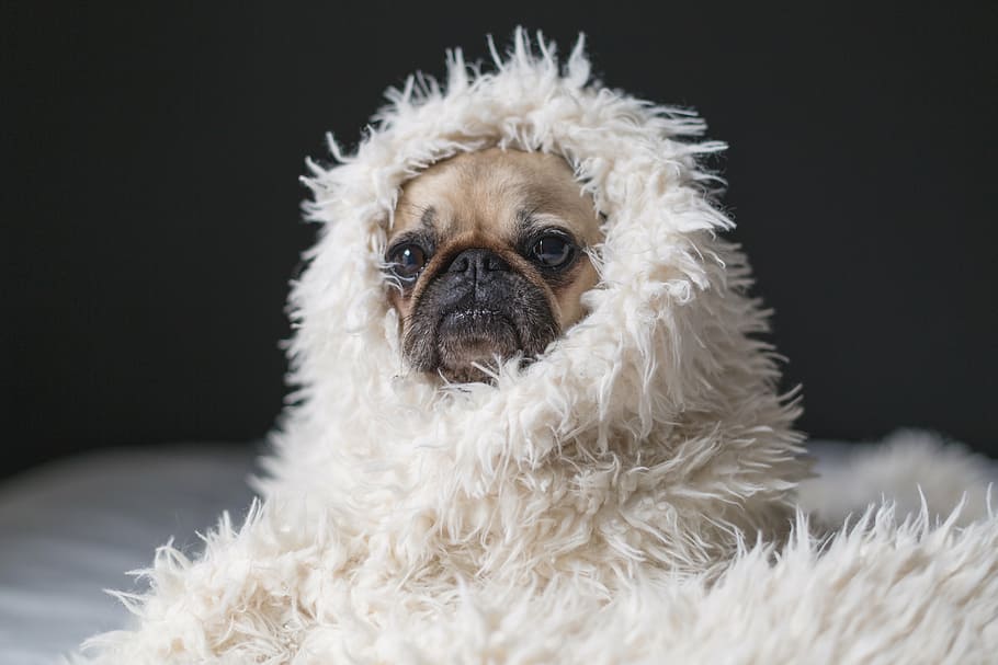adult fawn chinese pug, covered, white, textile, pug, dog, pet, animal, dark, room