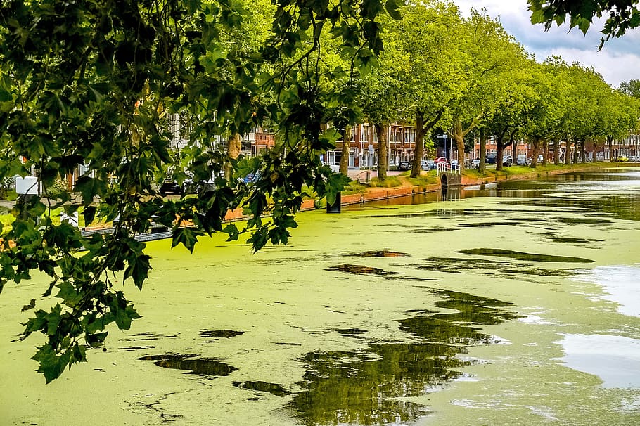 運河, 川, 泡, 藻, 自然, 風景, デルフト, オランダ, ヨーロッパ, 水