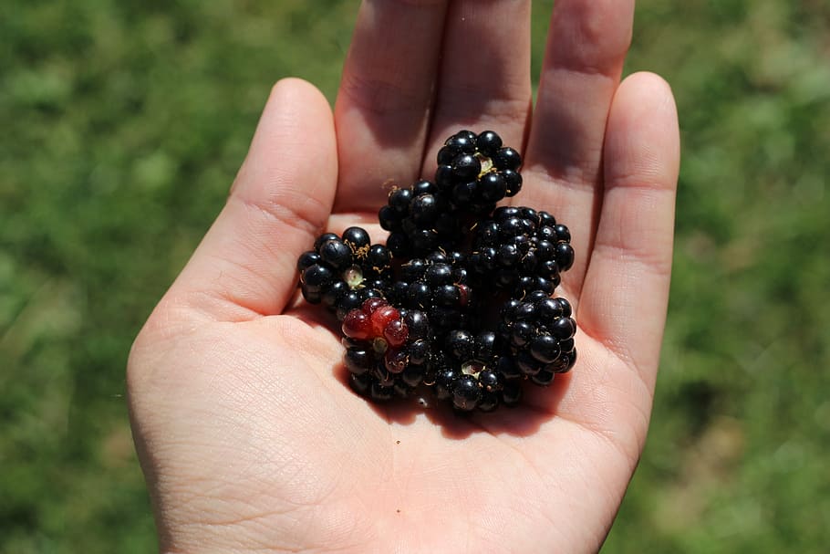 blackberry, memetik, buah, makanan, matang, musim panas, makanan mentah, panen, kesegaran, vegetarian