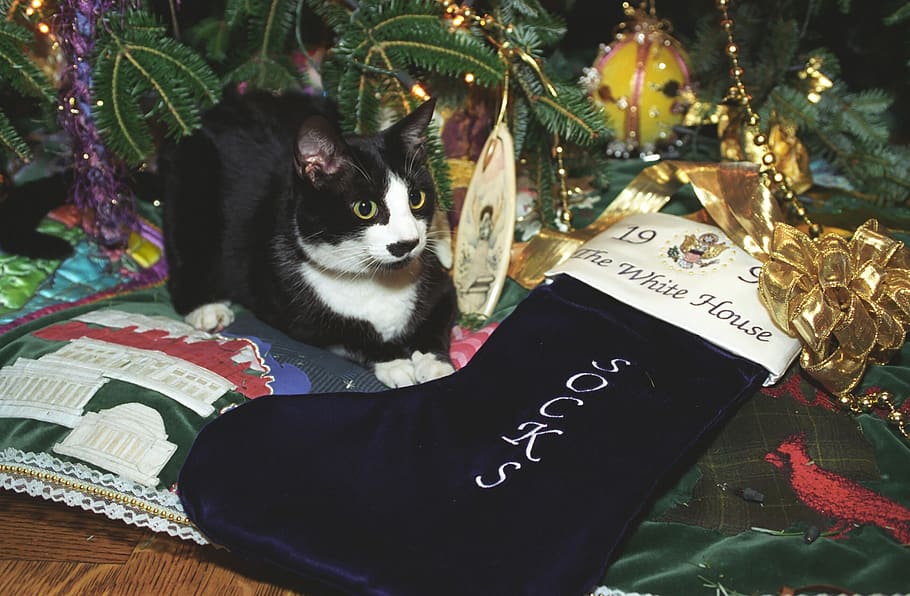 socks the cat, pet, white house, clinton family, feline, christmas tree, stocking, kitty, adorable, holiday