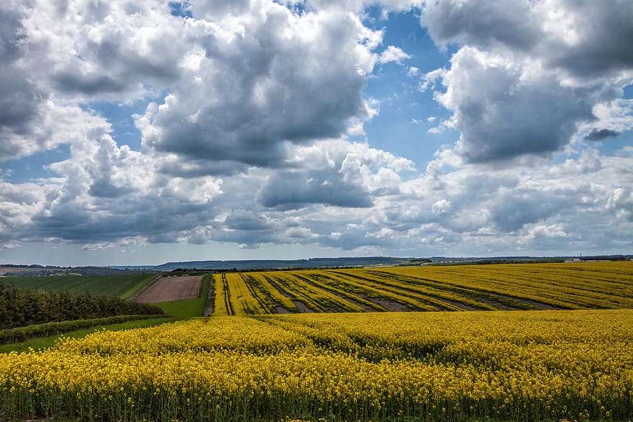 kuning, bidang, bidikan Lanskap, Devon, Inggris, alam, pertanian, Adegan pedesaan, langit, awan - Langit