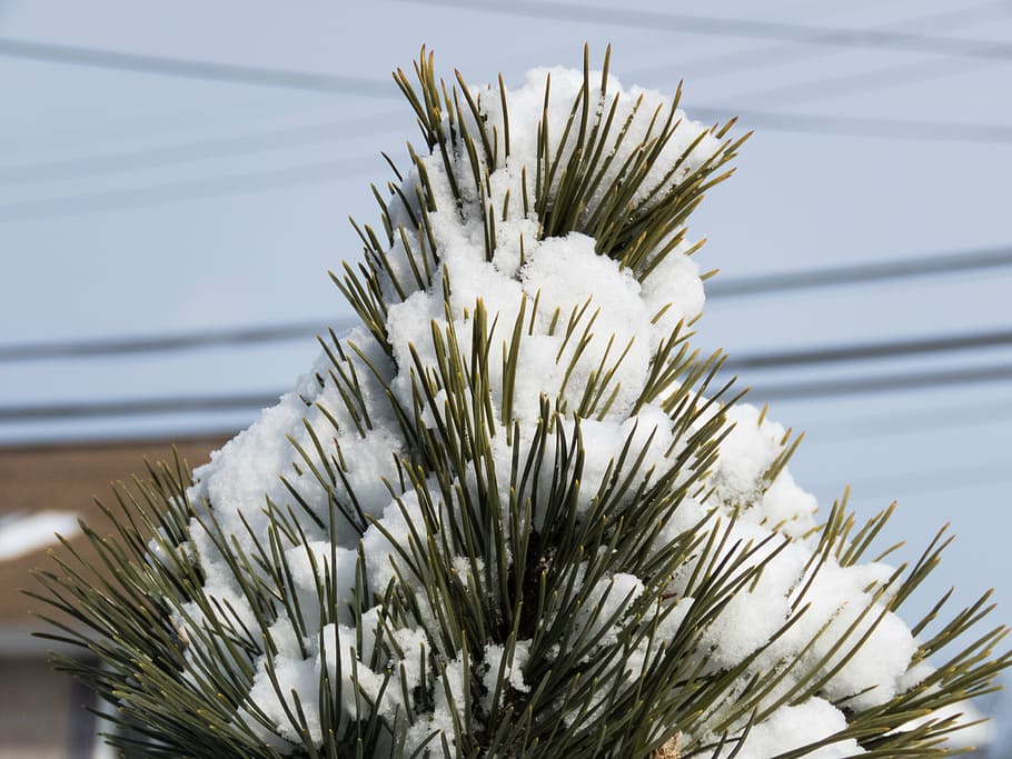 snow covered plant, snow, covered, tree, blue, sky, pine leaves, winter, pine tree, nature