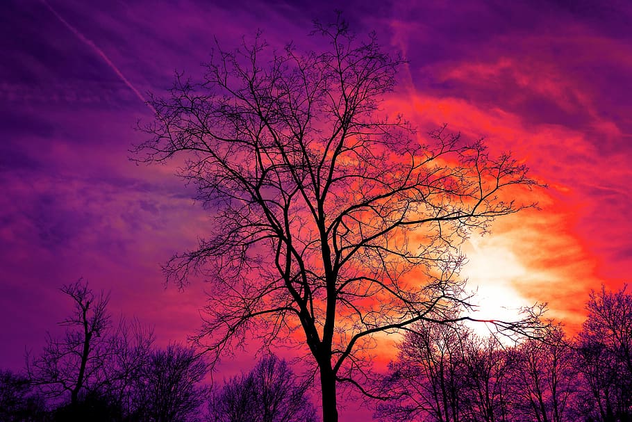 黒い木, 木, 裸木, 冬の木, 夕日, 空, 夕焼け空, 夕暮れ, 色, 赤