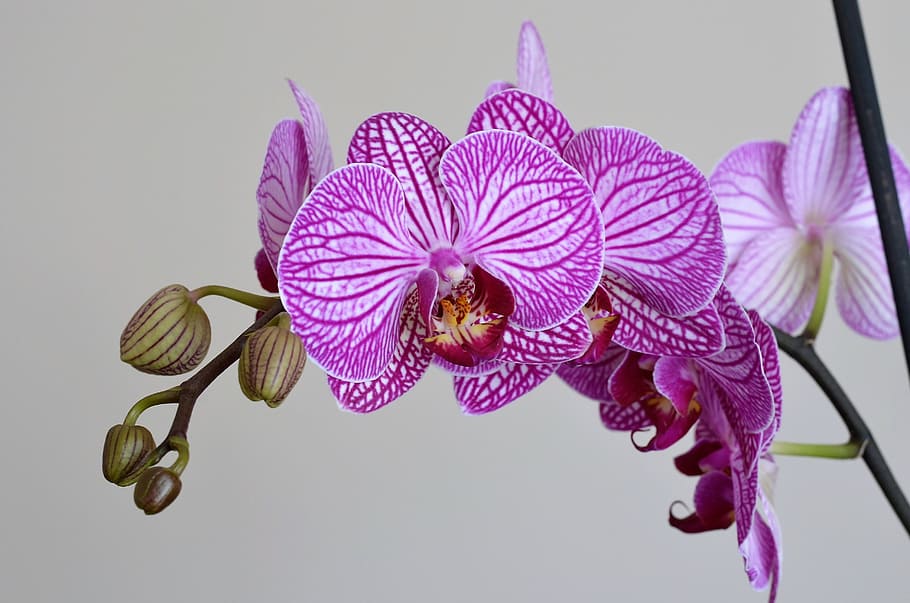 pink orchid, Orchid, Lila, Flower, Nature, Plant, beautiful, ornamental plants, macro, flowerpot