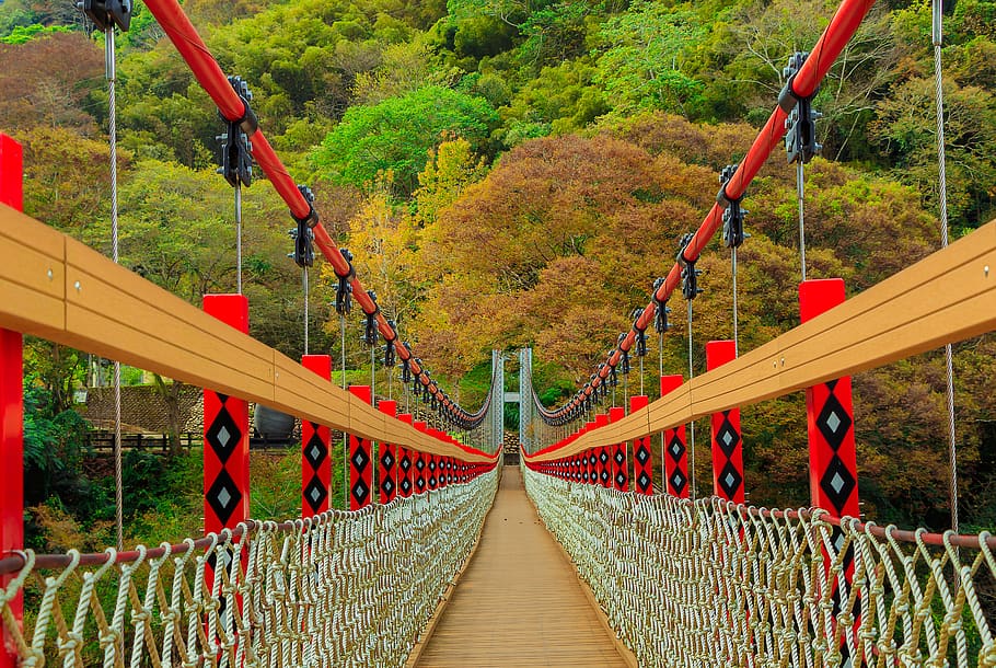 the red suspension bridge, wobbler, steel cable, bridge, tree, the way forward, plant, rope bridge, bridge - man made structure, footbridge