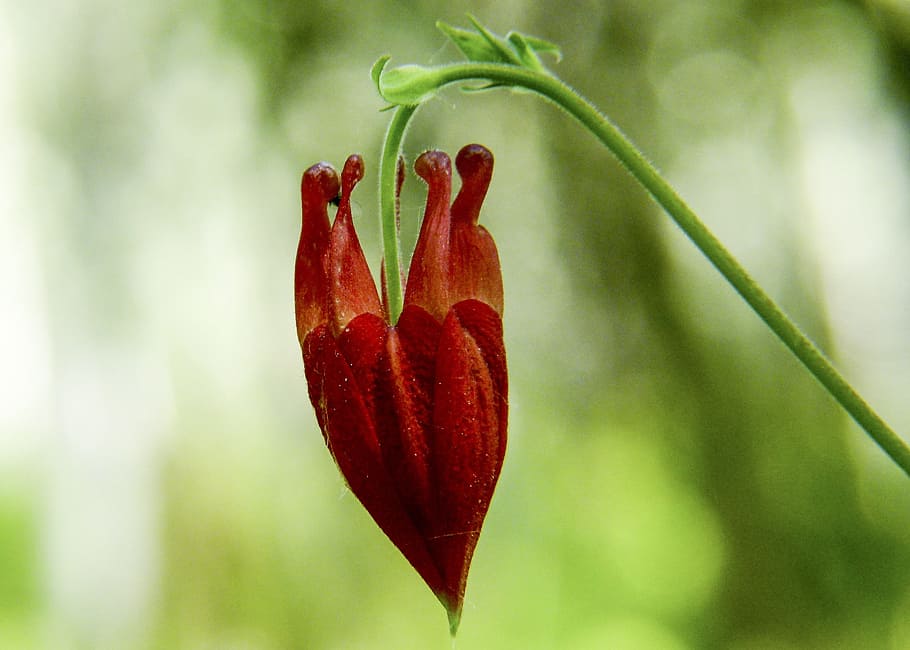 selective, focus photography, red, petaled flower, Sitka, Columbine, Wildflower, bud, sitka columbine, wild plant
