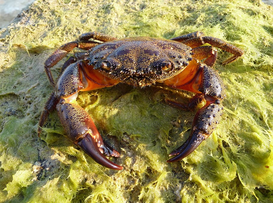 Crab, Cancer, Eriphia Verrucosa, unusual, shellfish, pliers, zehnfußkrebs, wart crab, one animal, animal themes