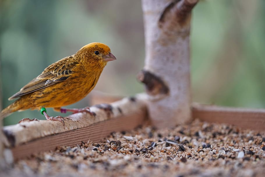 bird, canary bird, eat, treehouse, garden, bird feeder, feeding, feed, animal themes, animal