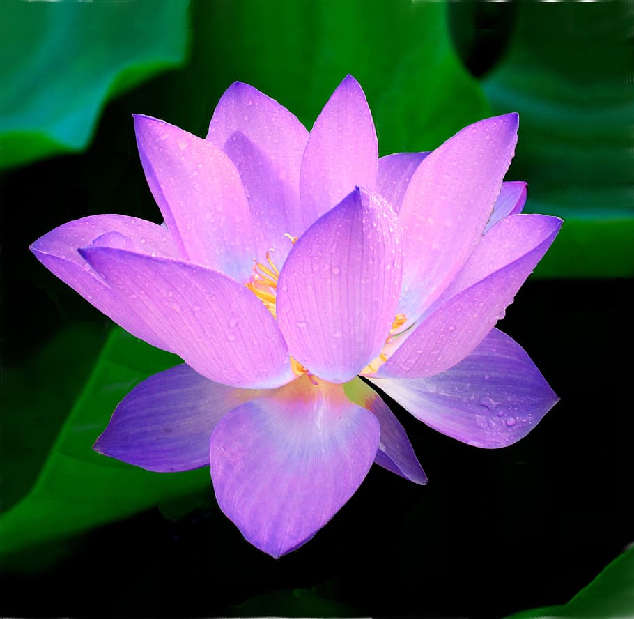 superficial, fotografía de enfoque, púrpura, flor, loto, nymphaea caerulea, planta acuática, nymphaeaceae, rosa, paz