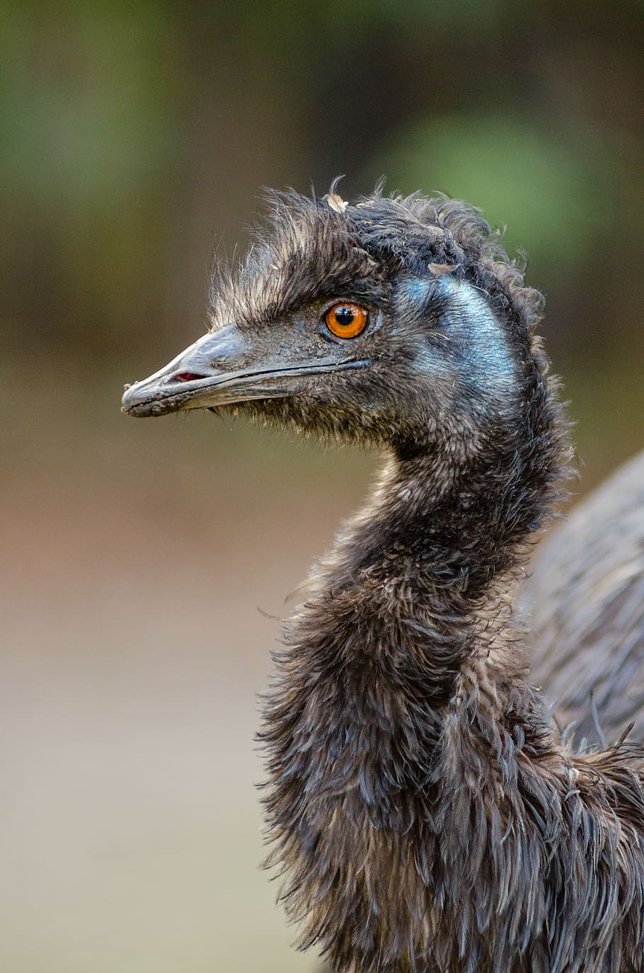 Emu, selectivo, enfoque, fotografía, pájaro, durante el día, temas de animales, un animal, animal, animales en estado salvaje