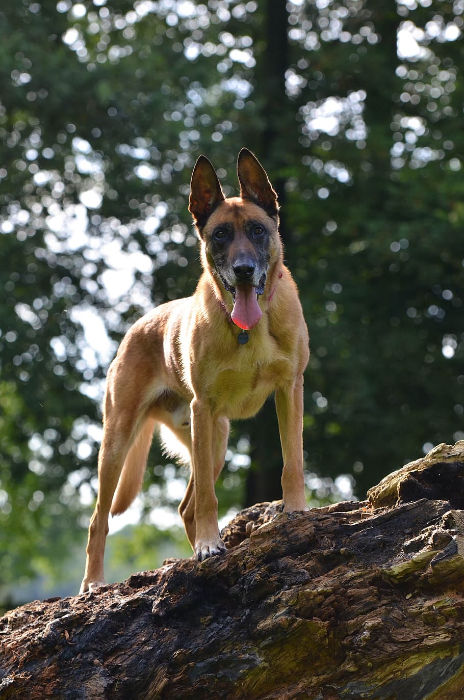 Malinois, Belgian Shepherd Dog, Summer, tree, green, sun, dog, pets, animal, canine