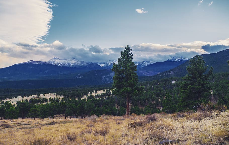 Colorado Rockies, montañas, pino, paisaje, Colorado, árboles, al aire libre, escénico, naturaleza, bosque
