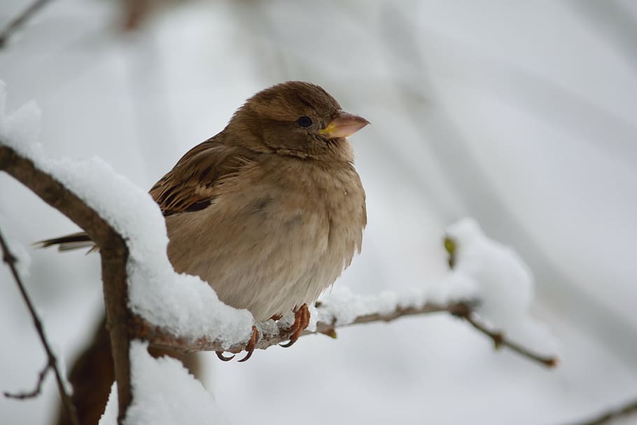 sparrow, snow, winter, animal themes, animal, cold temperature, bird, animal wildlife, one animal, animals in the wild