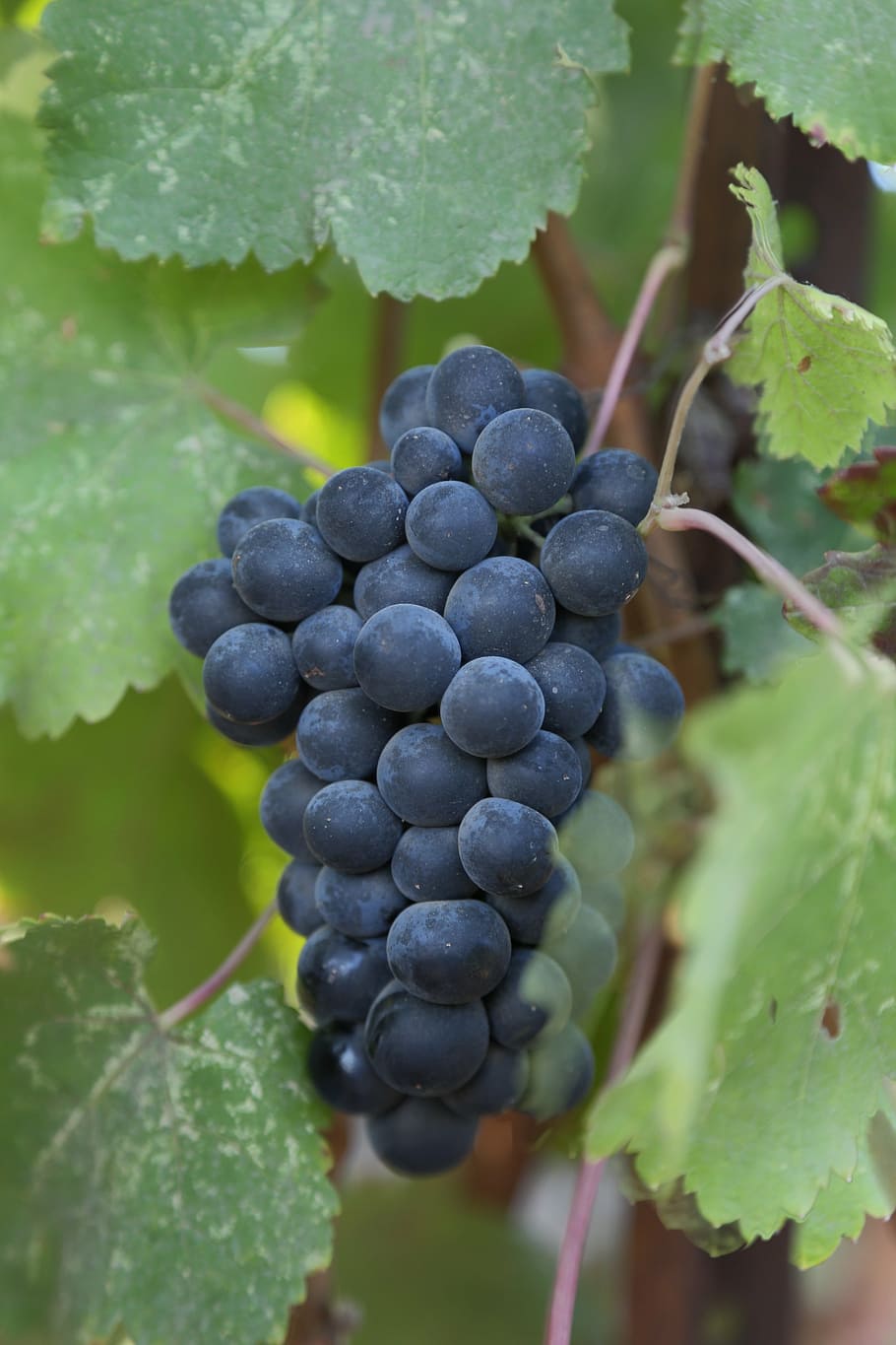 cacho, vermelho, frutas de uva, uvas, vinho pequeno, vinho, vale de napa, região vinícola, adega, franco