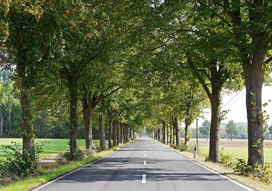 Road, Münsterland, lindenallee, frühherbst, route, central reservation, delineator posts, arable land, meadow, flat land