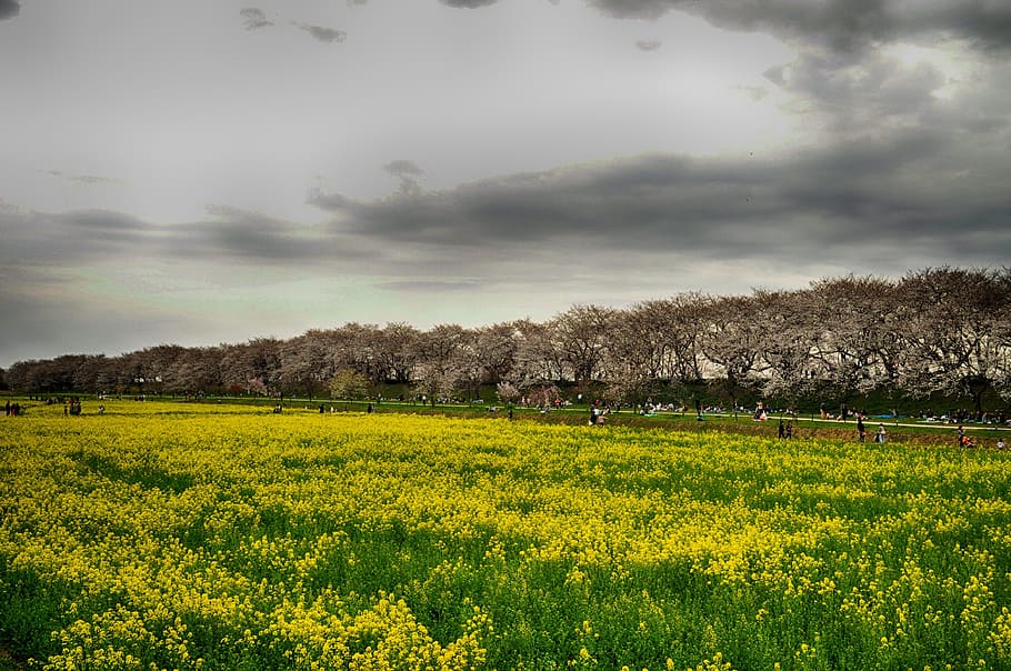 権現堂公園, 日本, 桜の木, 花, 野生の花, 空, 雲, 自然, 外, 訪問者