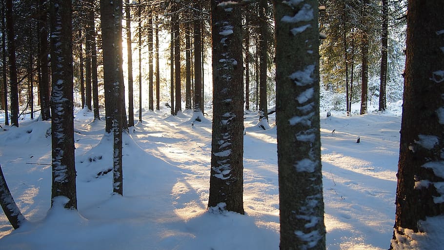 finnish, finland, nature, winter, tree, snow, cold temperature, forest, land, plant