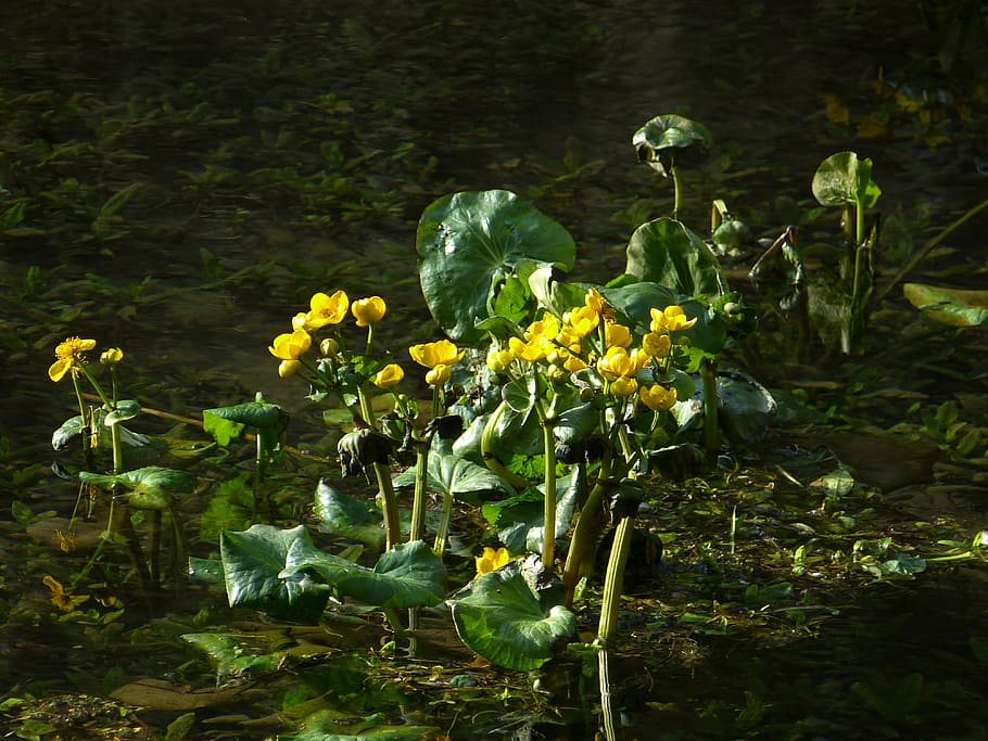 caltha palustris, rumah kaca kaki hahnemann, kuning, tanaman rawa, lembab, air, bach, tumbuh, alam, bunga