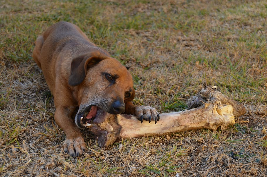 adult, brown, dachshund, eating, bone, dog, ostrich, hungry, animal, pets