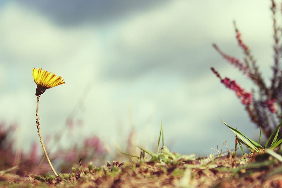 selektif, fotografi fokus, kuning, bunga fleabane, bunga, kemunduran, pemenang, alam, tanaman, pertumbuhan