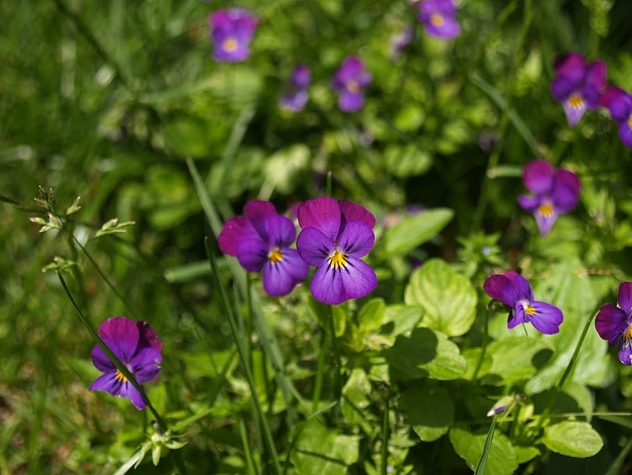 花, 紫, マクロ, 紫の花, 庭, 植物, 夏, 夏の花, 近く, 開花植物