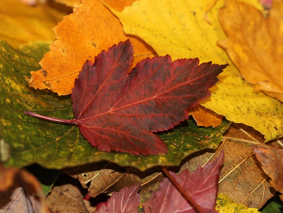 Leaves, Fall, Season, Nature, autumn, red, maple, leaf, change, yellow