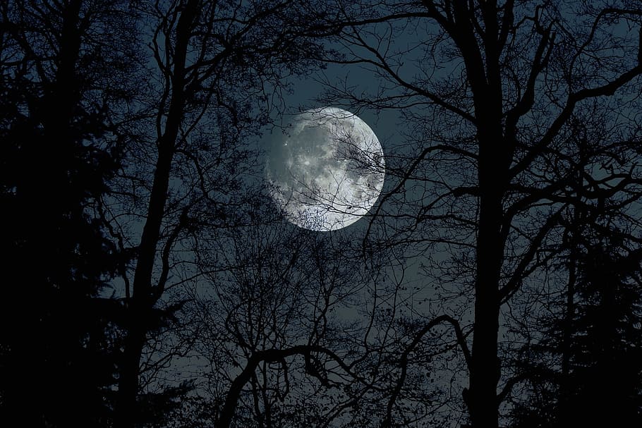 moonstruck, silhouette, trees, moon, tree, bare tree, plant, low angle view, night, sky
