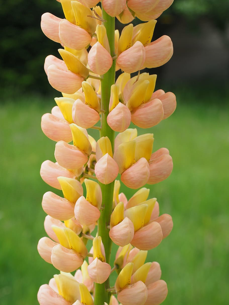 sheeted lupine, blossom, bloom, yellow, orange, inflorescence, lupinus polyphyllus, perennial lupine, lupine, lupinus
