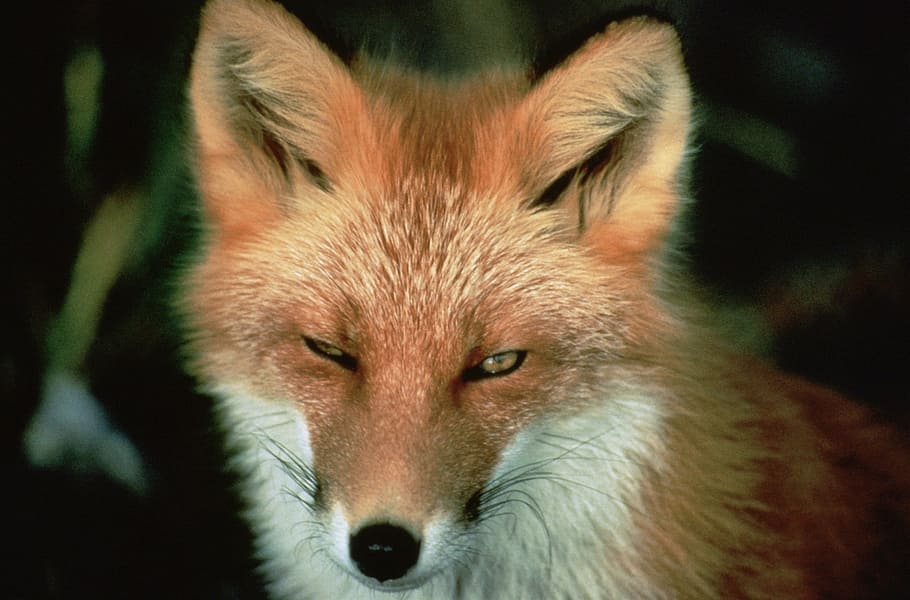 closeup, brown, white, fox, white Fox, animal, wildlife, nature, outside, close-up
